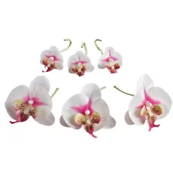 Fleurs d’orchidées «éternelles» - les 6