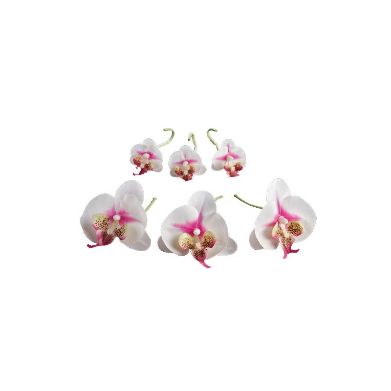 Fleurs d’orchidées «éternelles» - les 6