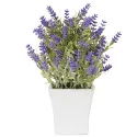 Lavande «éternelle»