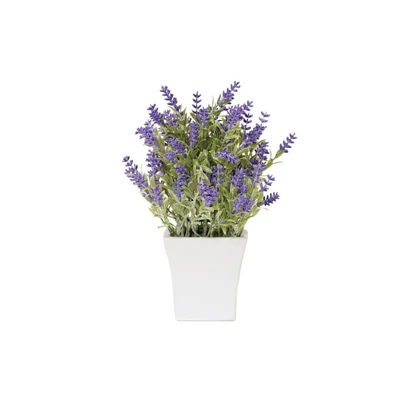 Lavande «éternelle»