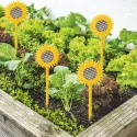 Tournesols «épouvantails» - les 8