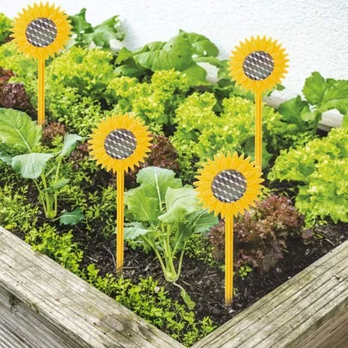 Tournesols «épouvantails» - les 8