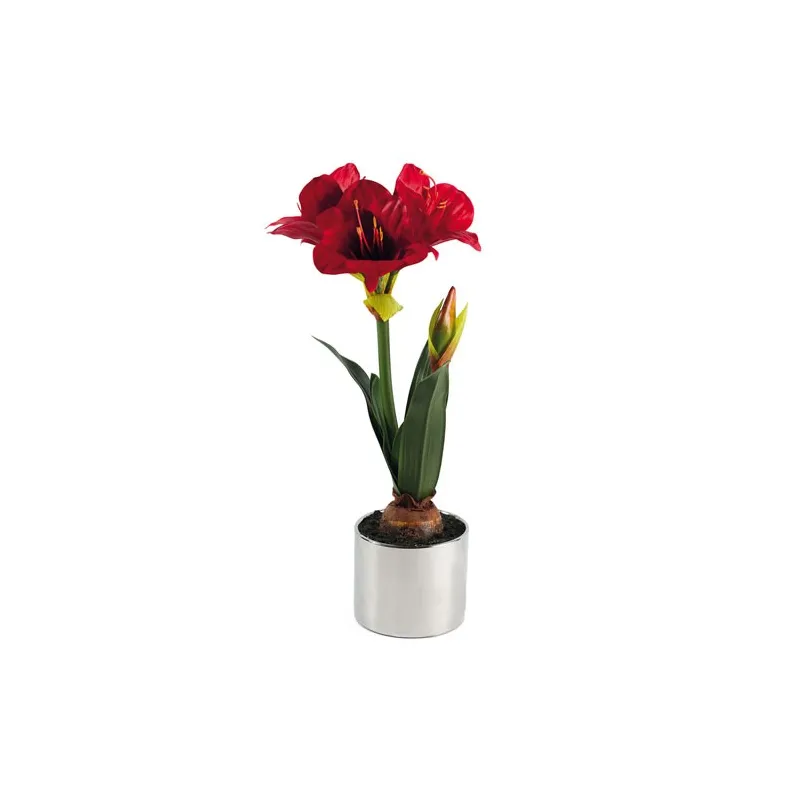 Amaryllis « Éternelle »