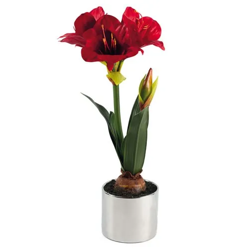 Amaryllis « Éternelle »