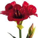 Amaryllis « Éternelle »