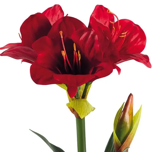 Amaryllis « Éternelle »