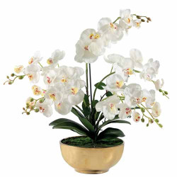 Orchidée «éternelle»