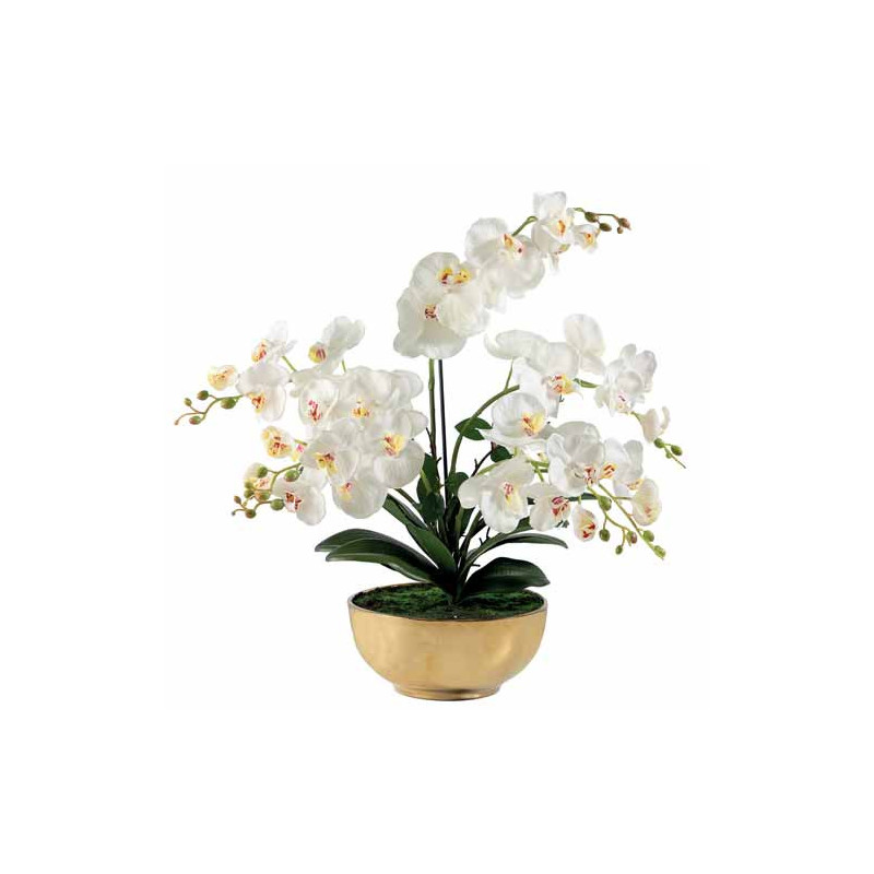 Orchidée «éternelle»