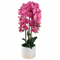 Orchidée majesté
