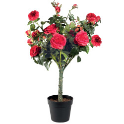 Rosier en pot "éternel"