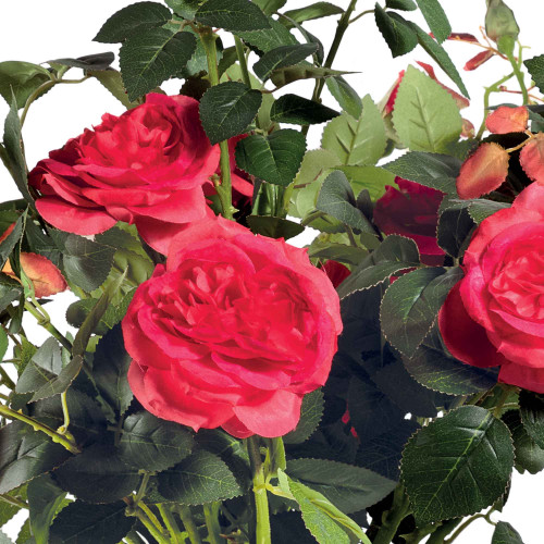 Rosier en pot "éternel"