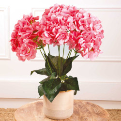 Hortensia "éternel"