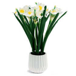 Jonquilles "éternelles"