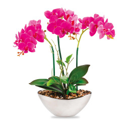 Orchidée "éternelle"