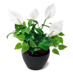 Spathiphyllum éternel