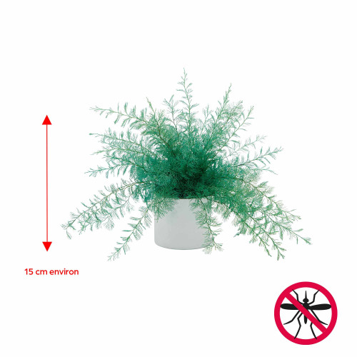 Plante repousse-insectes