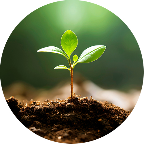   -15%*  sur le Jardin avec le code  67581  